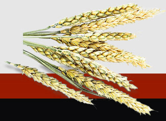 �����á�fun88(�й���) - �ٷ���վ