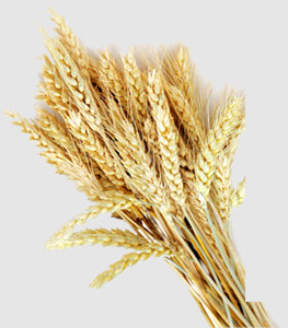 �����á�fun88(�й���) - �ٷ���վ